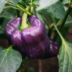 Lilac Bell Pepper Seeds(Lilac Bell)