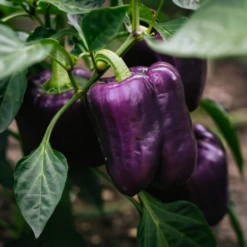 Lilac Bell Pepper Seeds(Lilac Bell) -Pepper Joe shop AILilacBell3