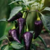 Purple Jalapeno Pepper Seeds(Purple Jalapeno) -Pepper Joe shop AIPurpleJalapeno