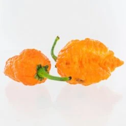 Apocalypse Scorpion X Jays Peach Ghost Scorpion Pepper Seeds(Apocalypse Scorpion X Jays Peach Ghost Scorpion Pepper Seeds)