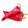 Aconcagua Pepper Seeds(Aconcagua Pepper Seed) -Pepper Joe shop AconcaguaPepper
