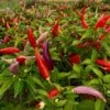Aji Omnicolor Pepper Seeds(Aji Omnicolor Pepper Seeds) -Pepper Joe shop Aji Omnicolor Pepper.01