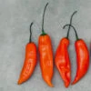 Aji Pepper Seed Collection(Aji Pepper Seed Collection) -Pepper Joe shop Aji Pepper Seed Collection.03