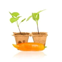 Aji Amarillo Pepper Plants(Aji Amarillo Live Plants)