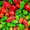 Aji Dulce Pepper Seeds(Aji Dulce Pepper Seeds) 2 Aji Dulce Pepper Seeds(Aji Dulce Pepper Seeds) -Pepper Joe shop AjiDulce
