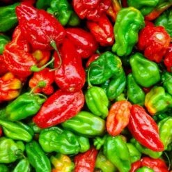 Aji Dulce Pepper Seeds(Aji Dulce Pepper Seeds)