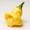 Aji Fantasy Chili Pepper Seeds(Aji Fantasy Chili Pepper Seeds) 2 Aji Fantasy Chili Pepper Seeds(Aji Fantasy Chili Pepper Seeds) -Pepper Joe shop AjiFantasy