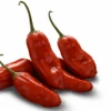 Aji Rico Pepper Seeds(Aji Rico Pepper Seeds) 1 Aji Rico Pepper Seeds(Aji Rico Pepper Seeds) -Pepper Joe shop AjiRico