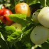 Alma Paprika Pepper Seeds(Alma Paprika) -Pepper Joe shop AlmaPaprika2