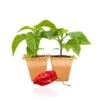 Live Apocalypse Scorpion Pepper Plants - Ultra-Hot Super Chili Seedlings -Pepper Joe shop ApocScorpion