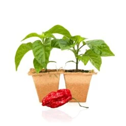 Live Apocalypse Scorpion Pepper Plants - Ultra-Hot Super Chili Seedlings