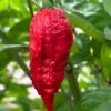 Apocalypse Scorpion Pepper Seeds(Apocalypse Scorpion) -Pepper Joe shop ApocalypseScorpion INV IMG 5136