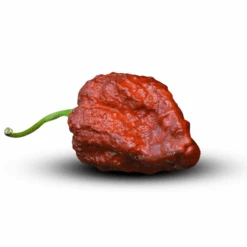 Apocalypse Scorpion Chocolate Pepper Seeds(Apocalypse Scorpion Chocolate Pepper Seeds)