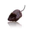 Armageddon Chocolate Pepper Seeds (Non-Isolated)(Armageddon Chocolate Pepper Seeds) -Pepper Joe shop ArmageddonChocolatecopy