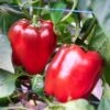 Autumn Bell Sweet Pepper Seeds(Autumn Bell Sweet Pepper) 1 Autumn Bell Sweet Pepper Seeds(Autumn Bell Sweet Pepper) -Pepper Joe shop AutumnBell