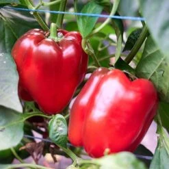Autumn Bell Sweet Pepper Seeds(Autumn Bell Sweet Pepper)