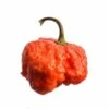 BTR Butch T Reaper Scorpion Seeds(Btr Butch T Reaper Scorpion) -Pepper Joe shop BTR Butch T Reaper Scorpion 5 hot pepper Pepper Joes