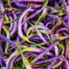 Buena Mulata Hot Pepper Seeds(Buena Mulata Hot Pepper Seeds)