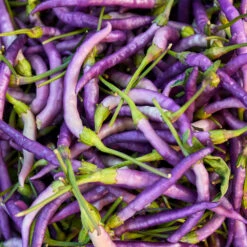 Buena Mulata Hot Pepper Seeds(Buena Mulata Hot Pepper Seeds)