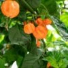 Bahamian Goat Chili Pepper Seeds (Non-Isolated)(Bahamian Goat Chili Pepper Seeds) 2 Bahamian Goat Chili Pepper Seeds (Non-Isolated)(Bahamian Goat Chili Pepper Seeds) -Pepper Joe shop Bahamian Goat Pepper.02