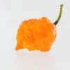 Bane Strain Peach Pepper Seeds(Bane Strain Peach Pepper Seeds) 1 Bane Strain Peach Pepper Seeds(Bane Strain Peach Pepper Seeds) -Pepper Joe shop BainStrain1