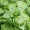 Genovese Basil Seeds(Genovese Basil) 2 Genovese Basil Seeds(Genovese Basil) -Pepper Joe shop Basil