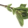 Anise Basil Seeds(Anise Basil Seeds) -Pepper Joe shop BasilAnise Seeds