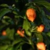 Bhut Orange Copenhagen Seeds(Bhut Orange Copenhagen) -Pepper Joe shop Bhut Orange Copenhagen Pepper.01