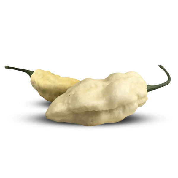 White Ghost (Bhut Jolokia) Pepper Seeds(Bhut Jolokia White Pepper Seeds) 3 White Ghost (Bhut Jolokia) Pepper Seeds(Bhut Jolokia White Pepper Seeds)