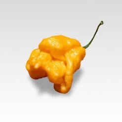 Bhut Orange Copenhagen Seeds(Bhut Orange Copenhagen) -Pepper Joe shop BhutOrange
