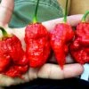 Bhutlah Bubblegum 7 Pot Red Seeds(Bhutlah Bubblegum 7 Pot Red) 2 Bhutlah Bubblegum 7 Pot Red Seeds(Bhutlah Bubblegum 7 Pot Red) -Pepper Joe shop Bhutlah BG7 Red