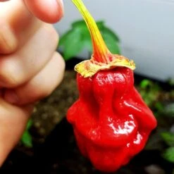 Bhutlah Bubblegum 7 Pot Red Seeds(Bhutlah Bubblegum 7 Pot Red) -Pepper Joe shop Bhutlah Bubblegum Pepper1