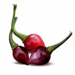 Bico Roxa Pepper Seeds (Non-Isolated)(Bico Roxa Pepper Seeds)