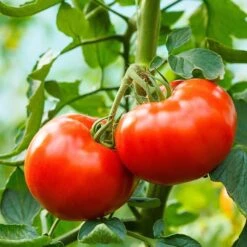 Big Delicious Tomato AKA Red Delicious Tomato Seeds(Big Delicious Tomato)