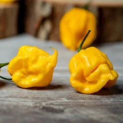 Big Yellow Mama Pepper Seeds(Big Yellow Mama Seeds)