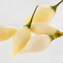 Biquinho White Pepper Seeds(Biquinho White Pepper Seeds)