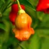 Bishops Crown Pepper Seeds(Bishops Crown Pepper Seeds) 1 Bishops Crown Pepper Seeds(Bishops Crown Pepper Seeds) -Pepper Joe shop BishopCrown