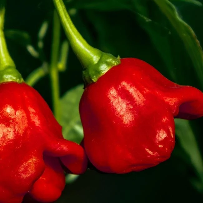 Bishops Crown Pepper Seeds(Bishops Crown Pepper Seeds) 4 Bishops Crown Pepper Seeds(Bishops Crown Pepper Seeds) - Image 2