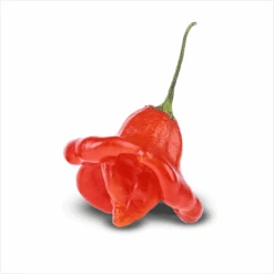 Bishops Crown Pepper Seeds(Bishops Crown Pepper Seeds) 9 Bishops Crown Pepper Seeds(Bishops Crown Pepper Seeds) -Pepper Joe shop BishopsCrown