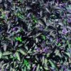 Black Olive Pepper Seeds(Black Olive Pepper Seeds) 1 Black Olive Pepper Seeds(Black Olive Pepper Seeds) -Pepper Joe shop Black Olive