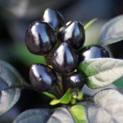 Black Pearl Pepper Seeds(Black Pearl Pepper Seeds)