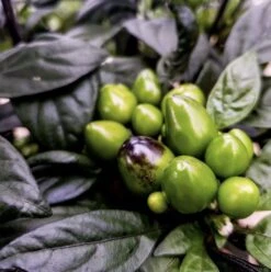Black Pearl Pepper Seeds(Black Pearl Pepper Seeds) -Pepper Joe shop Black Pearl Pepper.01