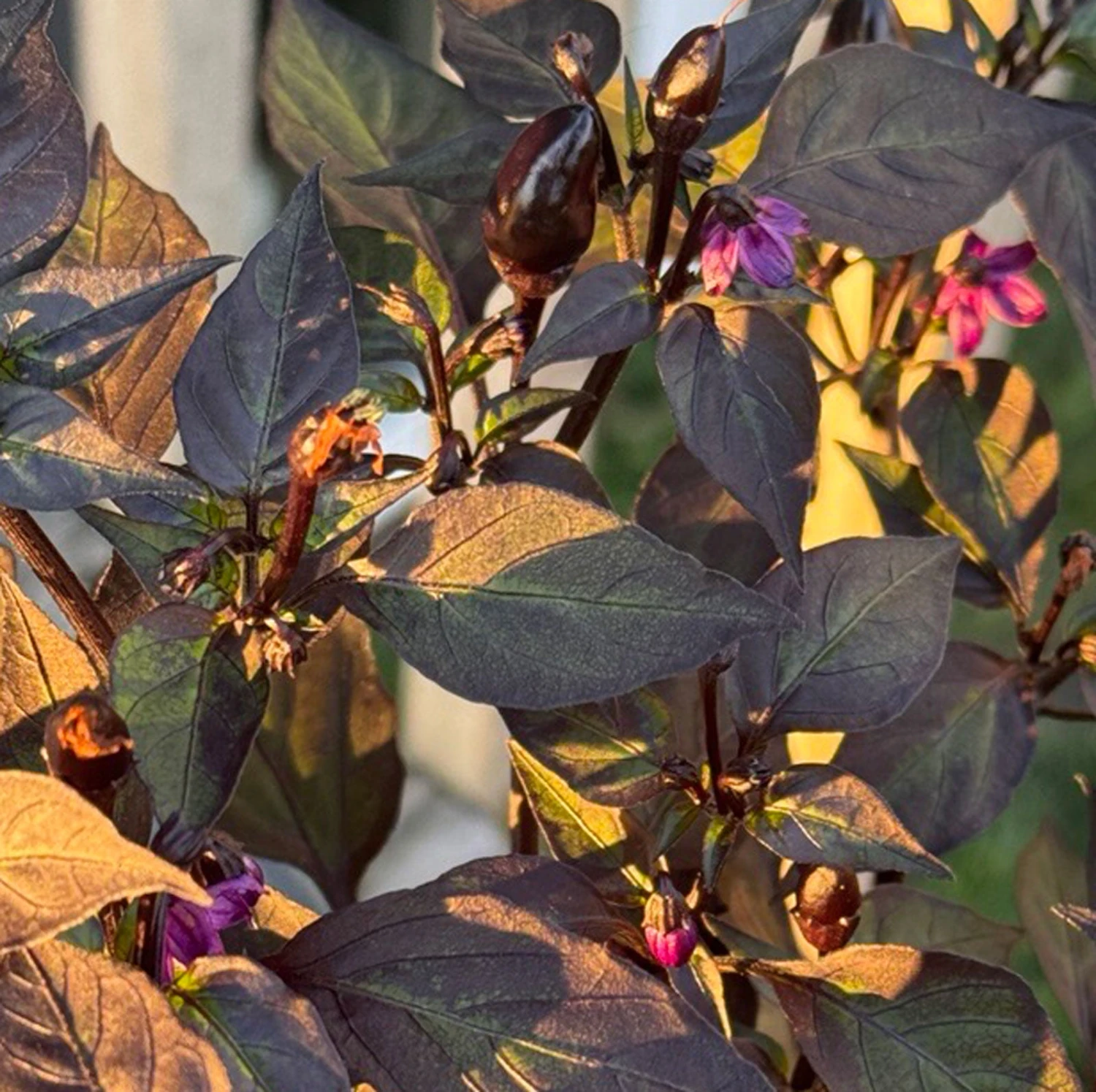 Black Prince Pepper Seeds(Black Prince Pepper Seeds) 4 Black Prince Pepper Seeds(Black Prince Pepper Seeds) - Image 2