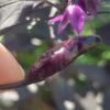 Black Scorpion Tongue Pepper Seeds(Black Scorpion Tongue Pepper Seeds) 2 Black Scorpion Tongue Pepper Seeds(Black Scorpion Tongue Pepper Seeds) -Pepper Joe shop Black Scorpion Tongue Pepper.01