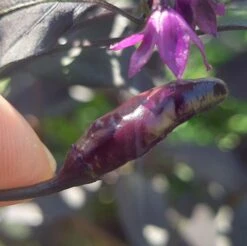 Black Scorpion Tongue Pepper Seeds(Black Scorpion Tongue Pepper Seeds)