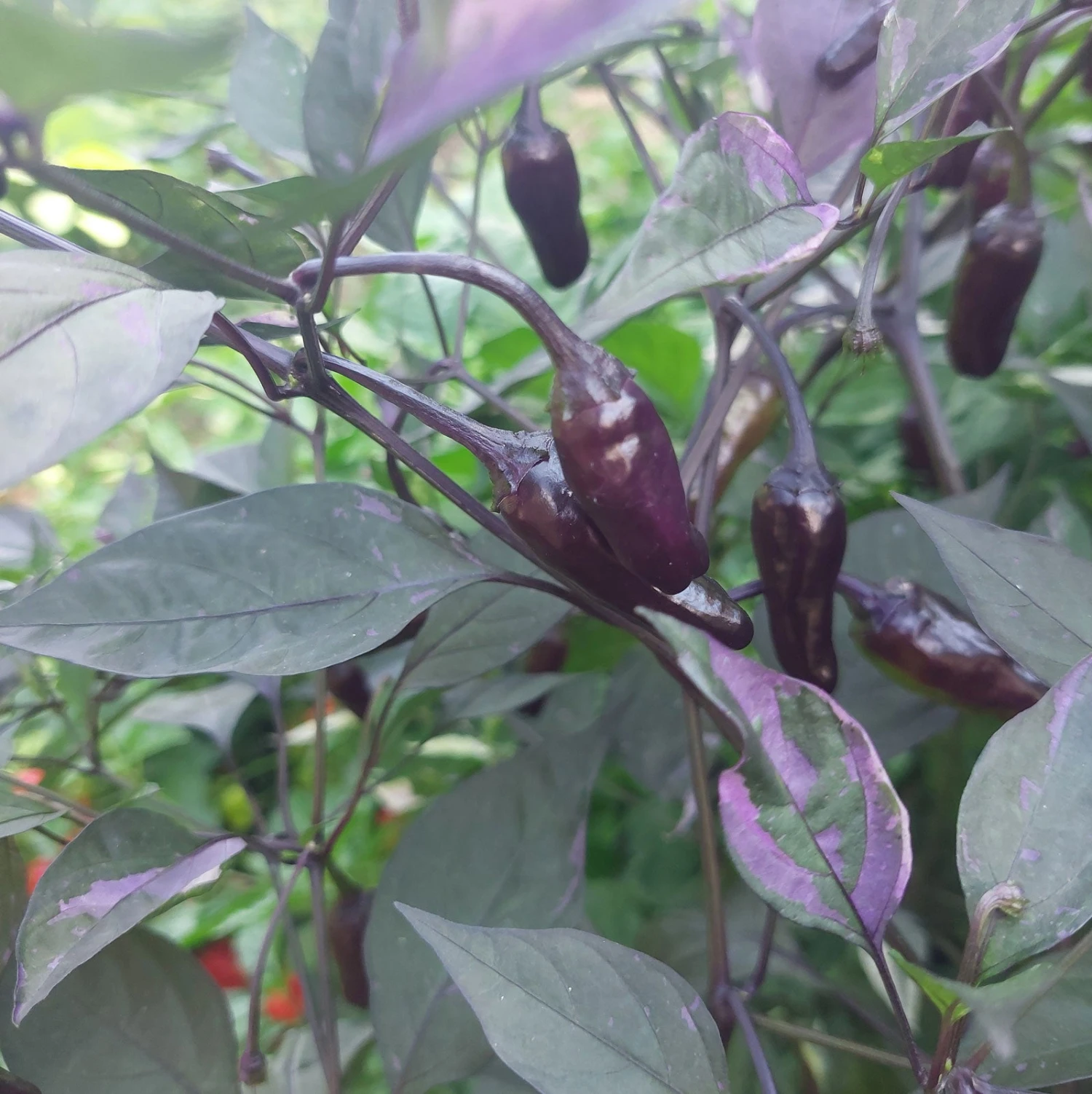Black Scorpion Tongue Pepper Seeds(Black Scorpion Tongue Pepper Seeds) 4 Black Scorpion Tongue Pepper Seeds(Black Scorpion Tongue Pepper Seeds) - Image 2