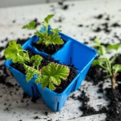 4 Cell Plug Tray Inserts(4 Cell Plug Tray Inserts) 28 4 Cell Plug Tray Inserts(4 Cell Plug Tray Inserts) -Pepper Joe shop Blue 4 cell lifestyle pic