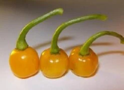 Bode Amarela Pepper Seeds(Bode Amarela Pepper Seed)