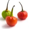 Bode Red Pepper Seeds(Bode Red Pepper Seeds) -Pepper Joe shop BodeRed