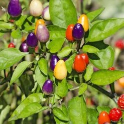 Bolivian Rainbow Pepper Seeds(Bolivian Rainbow Pepper)